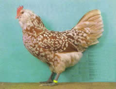 Thüringer Barthühner  